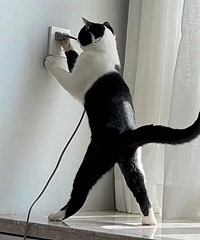 ��ҵ�è������ʲô������