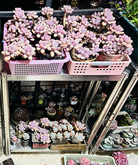 ���˼�ʮ��������׮����