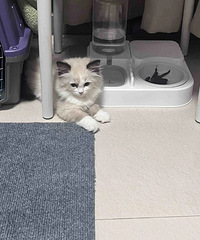 �����Ը�����������������ѵ�è��è����������