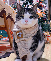 ϲ��ĳ���Χ�����������