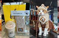 ϲ��ĳ���Χ��è���úÿ�������û��С����򵽰�