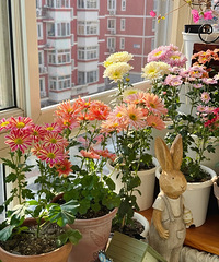 ��������ľջ�С�磬��������1���£�Խ��Խ��