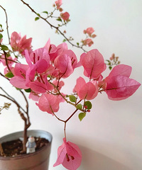 �η۹�������÷�����10���޼������ȱ���