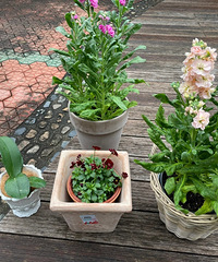 �����ջ�һ�踴�ź�˿�޽�����Ҷ���۵�������ˮ