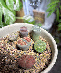 �������������ʯ��������ô�ˣ������������