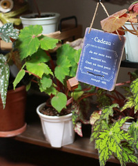 ��ֲ�����ӻ���ȫû�еֿ�������������ӻ�����