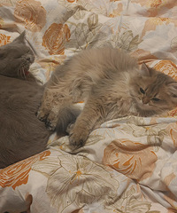 41��160CM��ʨ����С������飬ϣ���Է��м�ͥ����