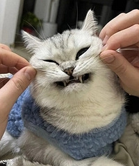 Ϊʲô�������а��������