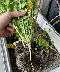 ����2�����ܲ���Ȼû����