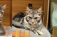 ��̳����������èè�����������ԭס���ϵ�Ѻ�