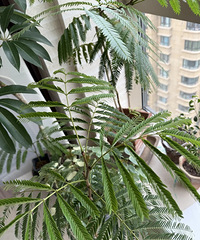 ��æ��������Ҷ�������ô�ˣ�Ҷ��һֱ�պϲ���