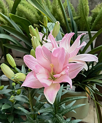 ����7��Ʒ�ְٺ϶�������