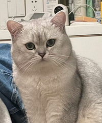 ι�ǿ�è���ų��⣬���Ƽ�