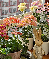 ������ľջ���Խ��Խ����