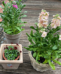 �����ջ�һ�踴��˿�޽���