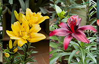 ����˵���ֲ���ٺϣ�ŭ��7��Ʒ�֣����ѿ�������