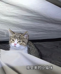 ����Ұ�����ֻСè���Ͳ���һ������һ������