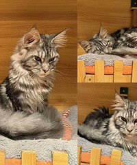 论坛领养的缅因猫猫,已开启幸福猫生
