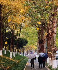 ס���ԱߵĹ�԰