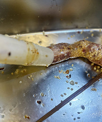 ���ڱر��ˣ��ְ��ֽ�����Ŵ���Ź��㳦