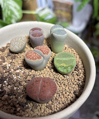 ��æ���������Ǳ�ʲô����