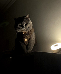 վ�ڹ��ﰮҧ�˵ĺ�è�̿�