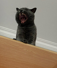 վ�ڹ���ĳ���Ӣ�ۣ����а�ҧ�˵ġ���è�̿͡�