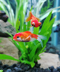 ������С��ð׵㲡��ô��