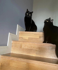 ��˵��è�вƱ�аһ��С������3ֻ���������ǵ���