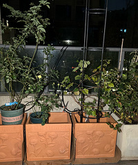 287�ĺ�����һ��������������������10�ֲ�ݮ