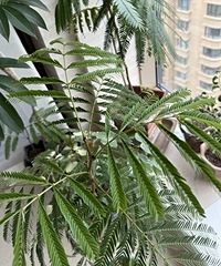 ��æ��������Ҷ�����զ��