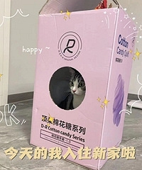 ��Ϊ���è�Ѻ����˴�����