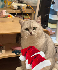 ���첻Ҫ��è��������һ��С��β�ͺͺ��Ӷ��ս���