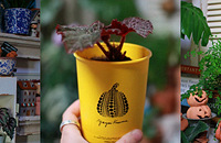 һ����ֲ��һ����װ�Σ���������ӻ��̻�԰��