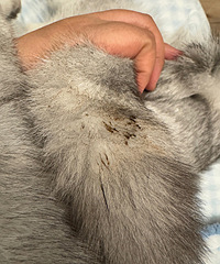 ������è��������β������