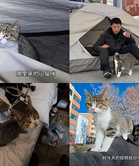 羡慕这只小猫,和帅哥一起骑行看世界