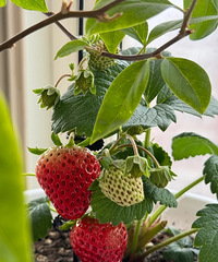 ����ĵ�һ�ڲ�ݮ���Լ��ֵģ���ϧ�ڸ�һ�㲻����