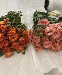 ֱ������������ĵ������ͷõ��ä�У�Ʒ�ʲβ��