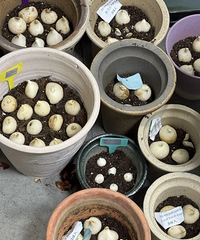 ����100�������㣬�������һ������Ҳ������