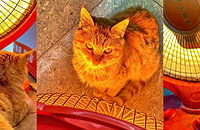 �ô���������è��ÿ��׼ʱ���걨������С̫������