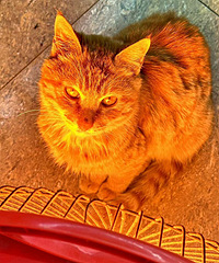 ����èÿ�춼����С̫��