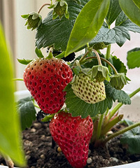 �����һ�ڲ�ݮ���Լ��ֵ�