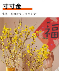 ��������˵��в���������15Ԫ10֦�Ĵ���