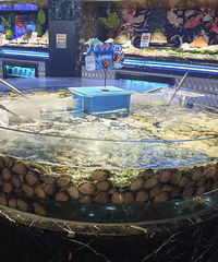 ��̽���ﺣ����������γԣ��Ҷ��������һЩ�Ĺ�