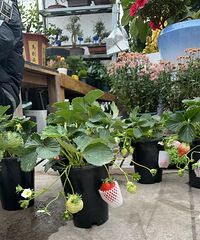 [����]����ƻ��У���ݮ��������15һ�裬�ϰ��Ǯ���٣�����