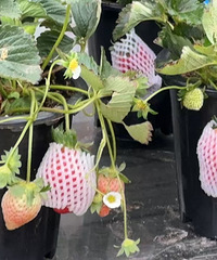 ����ƻ��У���ݮ��������15һ�裬�󲻹�