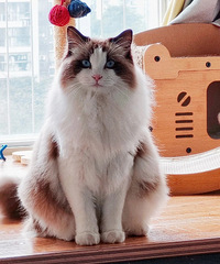 �ʼ�è���������è��ͷ�𣿳�θ���õ�è���ܳ�ɶ