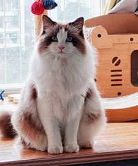 è��θ��ֻ�ܳԻʼ�è����