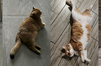 ��һ�����ܵ�ů��è���ˣ�������ش�С�ɣ���Ľ��