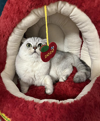 ɽķ99���ƻ��è�Ѻ��ĳɹ���2��è����ϲ��